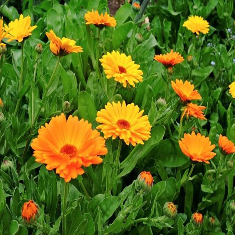 calendula flower_edited