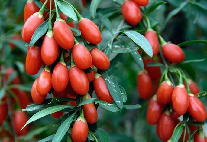 goji berry