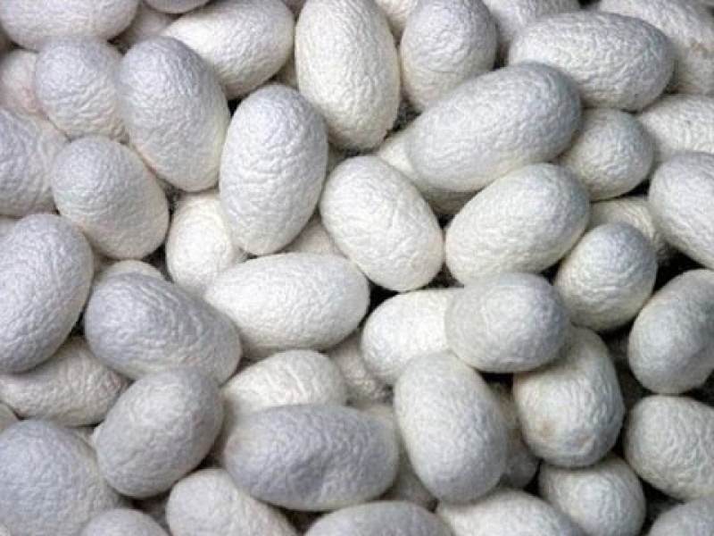 silk protein2