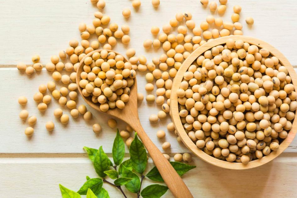 soy bean