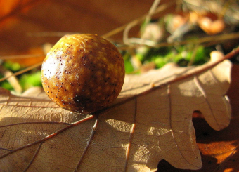 oak gall (Manjakani)