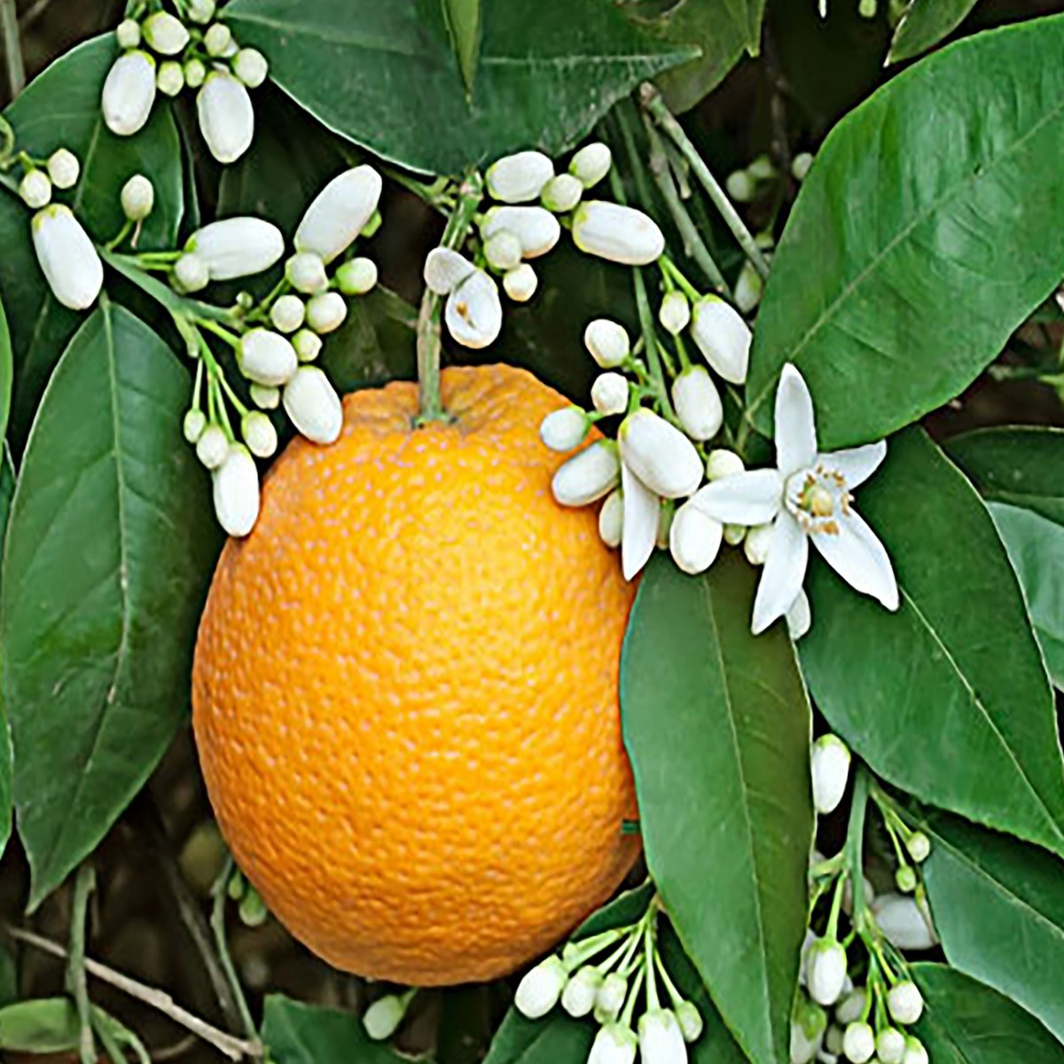 orange blossom_edited