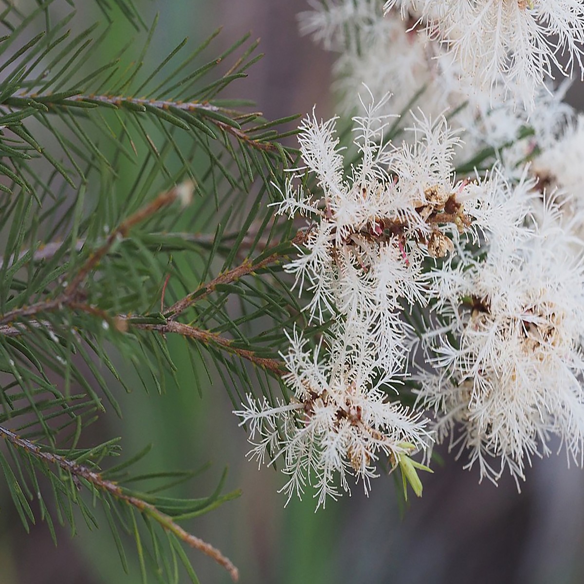 melaleuca alternifolia_edited