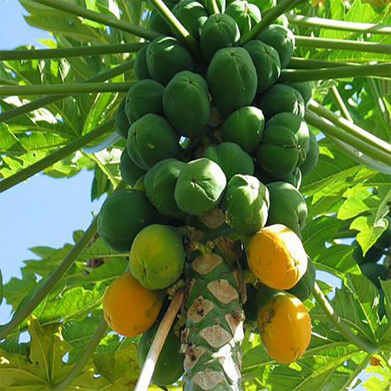 papaya_edited