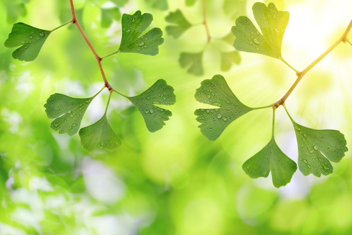 gingkoleaves