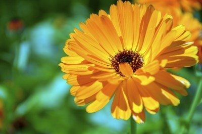 Calendula flower